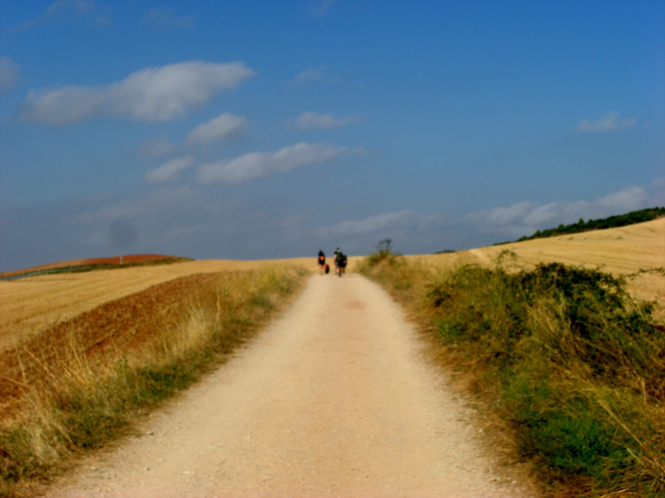A quiet Camino path through open fields with pilgrims ahead.